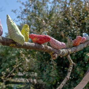 oiseaux_jardin